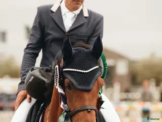 hästar Brave, careful and fun gelding - Annons 1