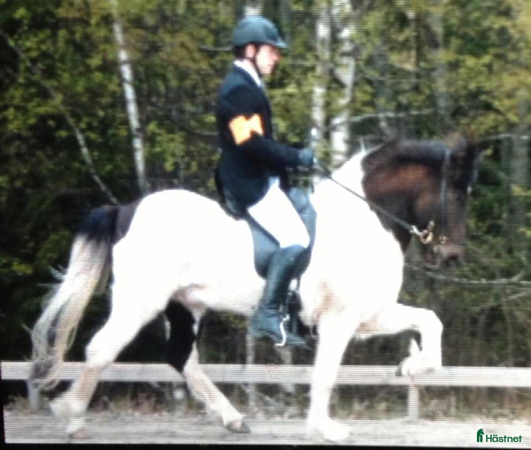 Island hästar till salu: Prissänkt!! Valkyria, E: Toppur - Annons 7