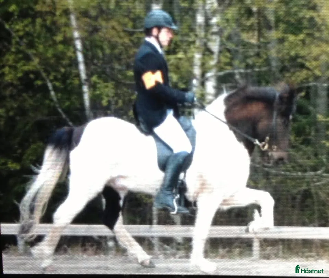 Island hästar till salu: Prissänkt!! Valkyria, E: Toppur i Norberg - Annons 7