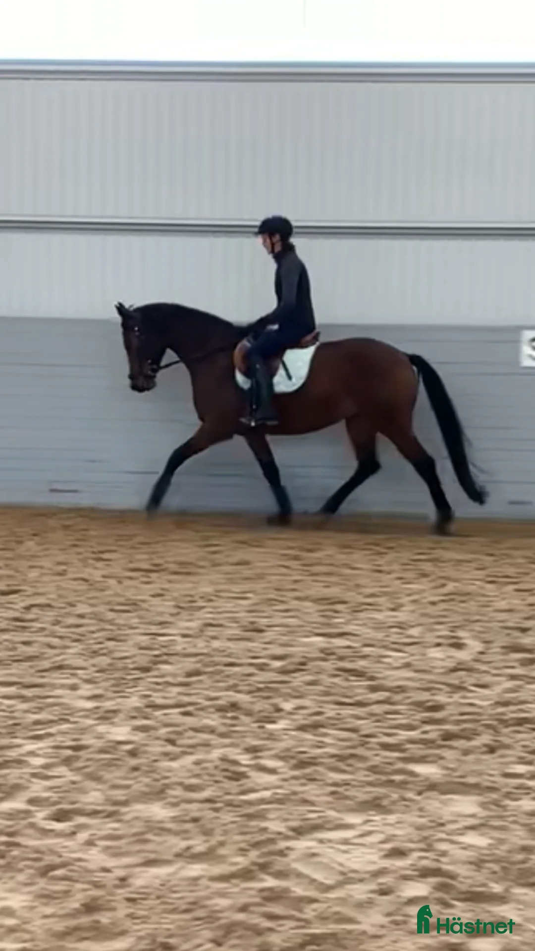 Dressyr hästar till salu: Trevlig sto i Tvååker - Annons 1