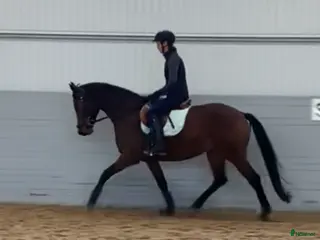 hästar Trevlig sto - Annons 8