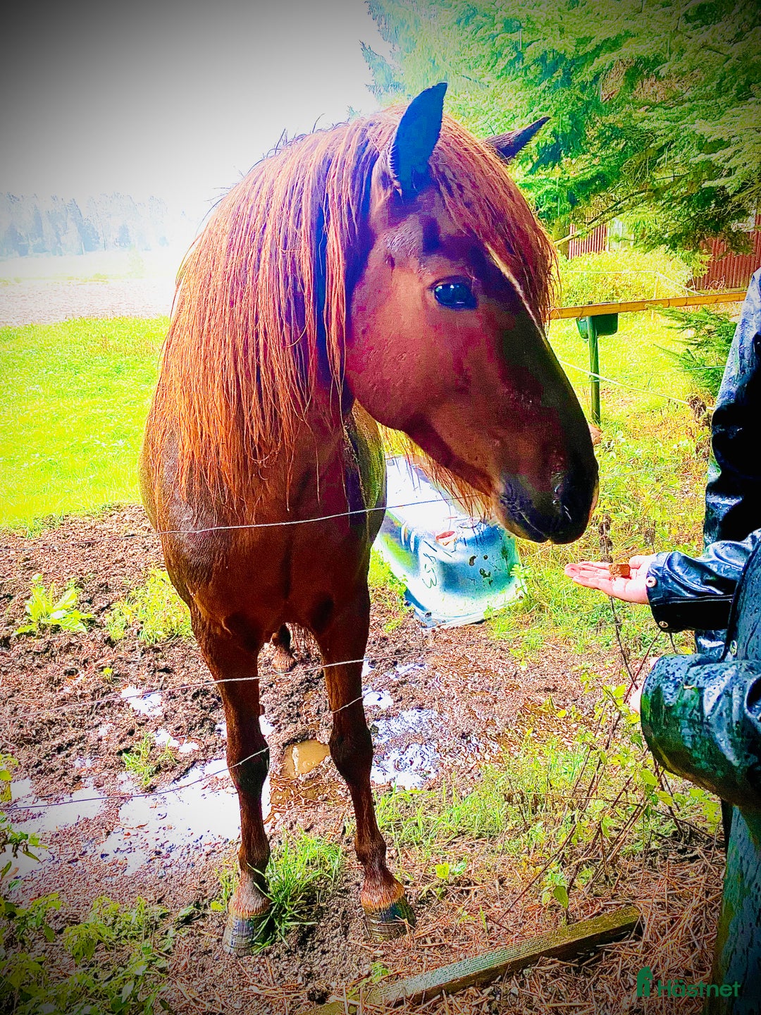 Island hästar till salu: Vacker hingst  i Skinnskatteberg - Annons 1