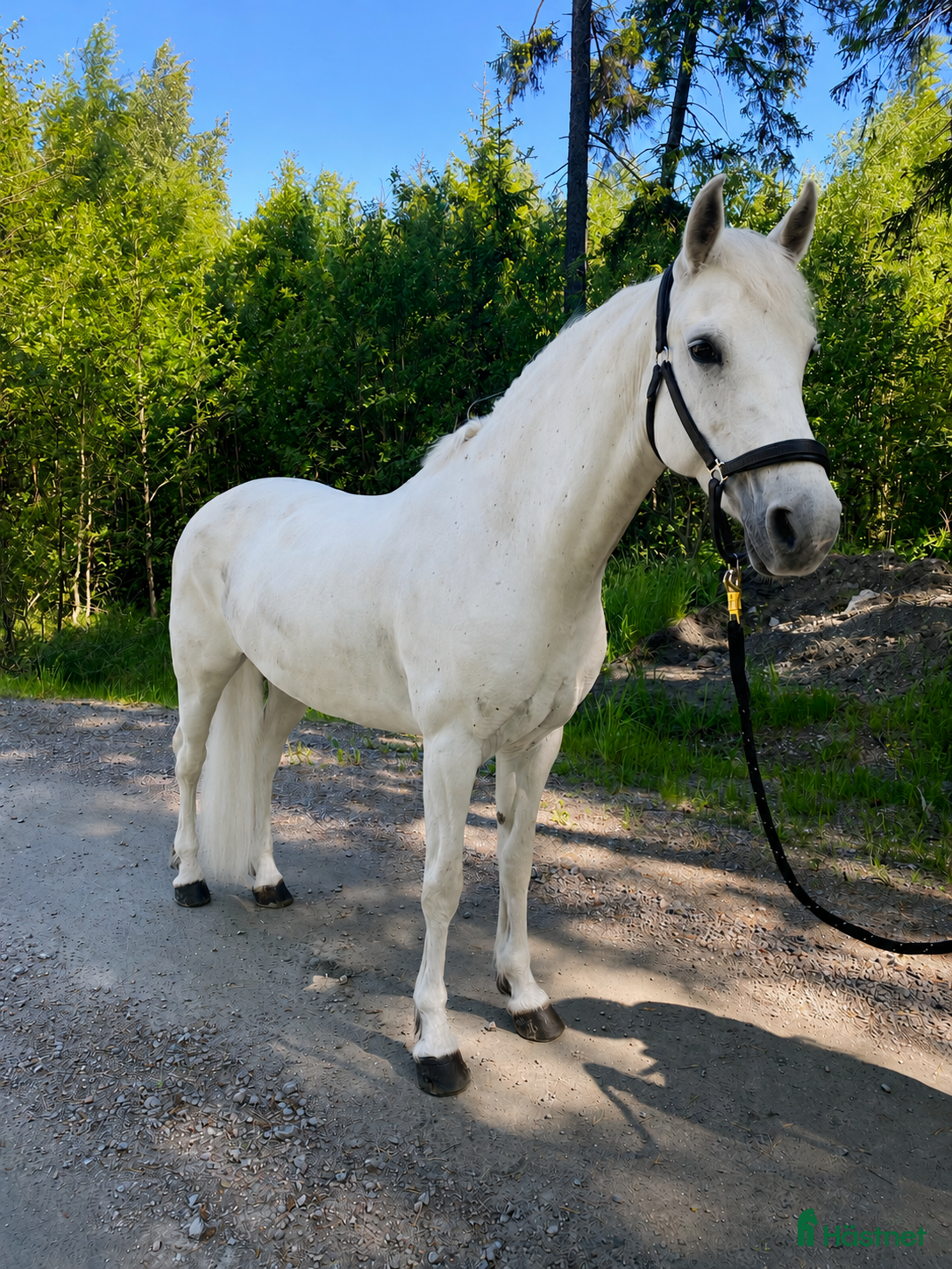 Allround hästar till salu: Vackert Connemara sto för alla discipliner 🌸 - Annons 1