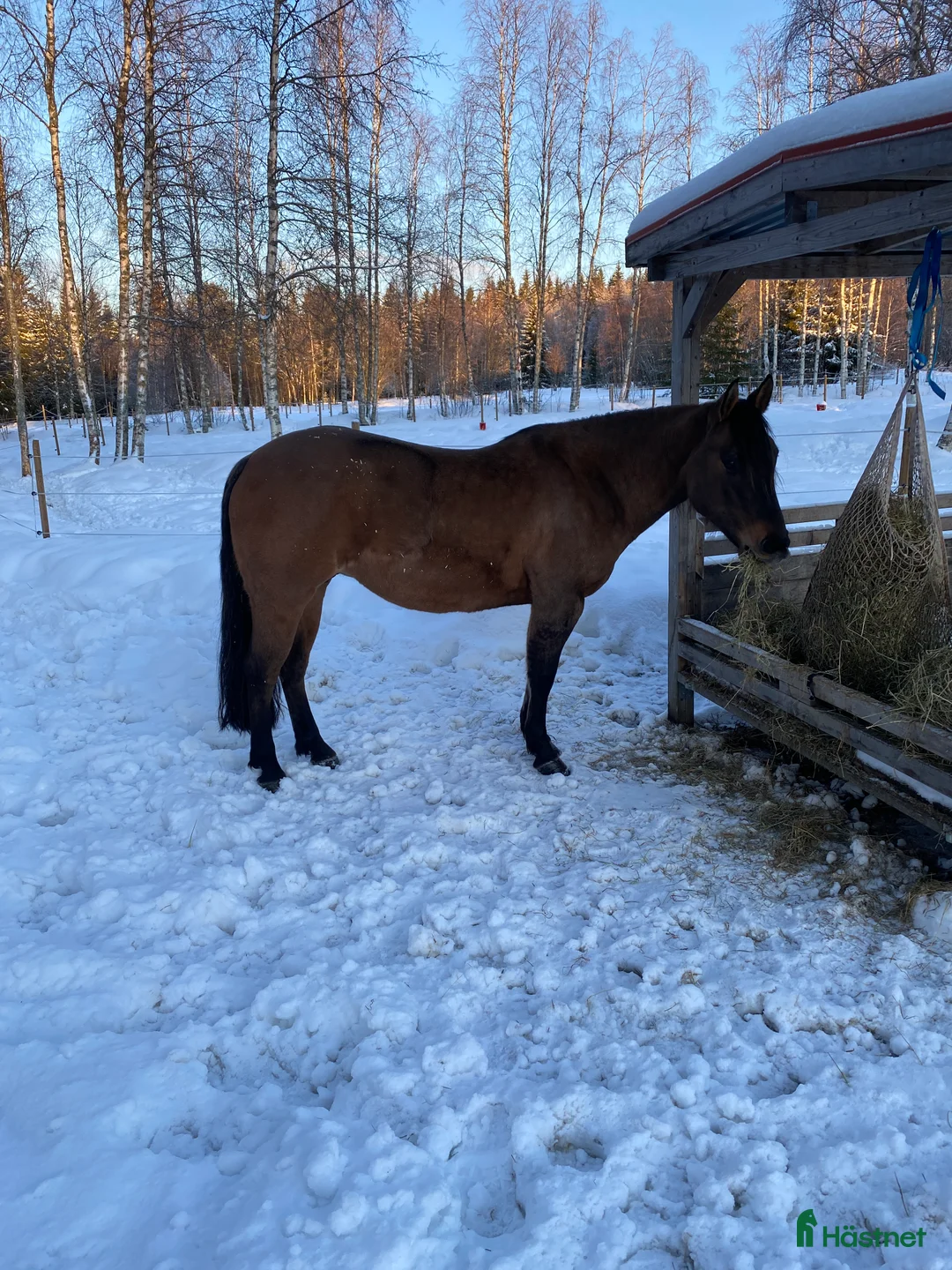 Western hästar till salu: Avelssto säljes i Mora - Annons 5