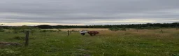  stallplats finnes: Lösdriftsplats för islandsvalacker- Vallentuna - Annons 9