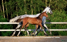 Hoppning hästar till salu: Välstammad hopphingst - lägg bud! i Ljungskile - Annons 4