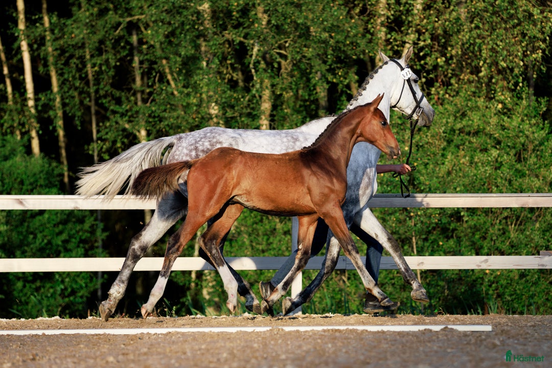 Hoppning hästar till salu: Välstammad hopphingst - lägg bud! i Ljungskile - Annons 4