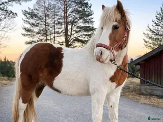 hästar Trevligt sto - Annons 2