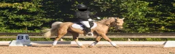 Allround hästar till salu: Smukkeste pony  - Annons 1