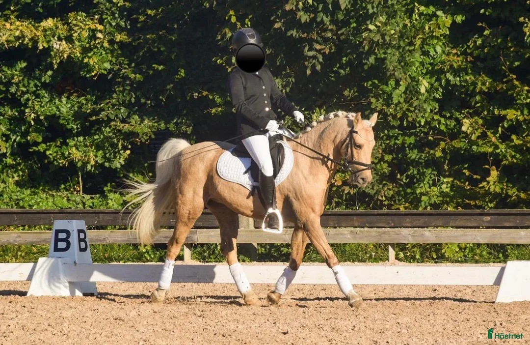 Allround hästar till salu: Smukkeste pony  - Annons 1