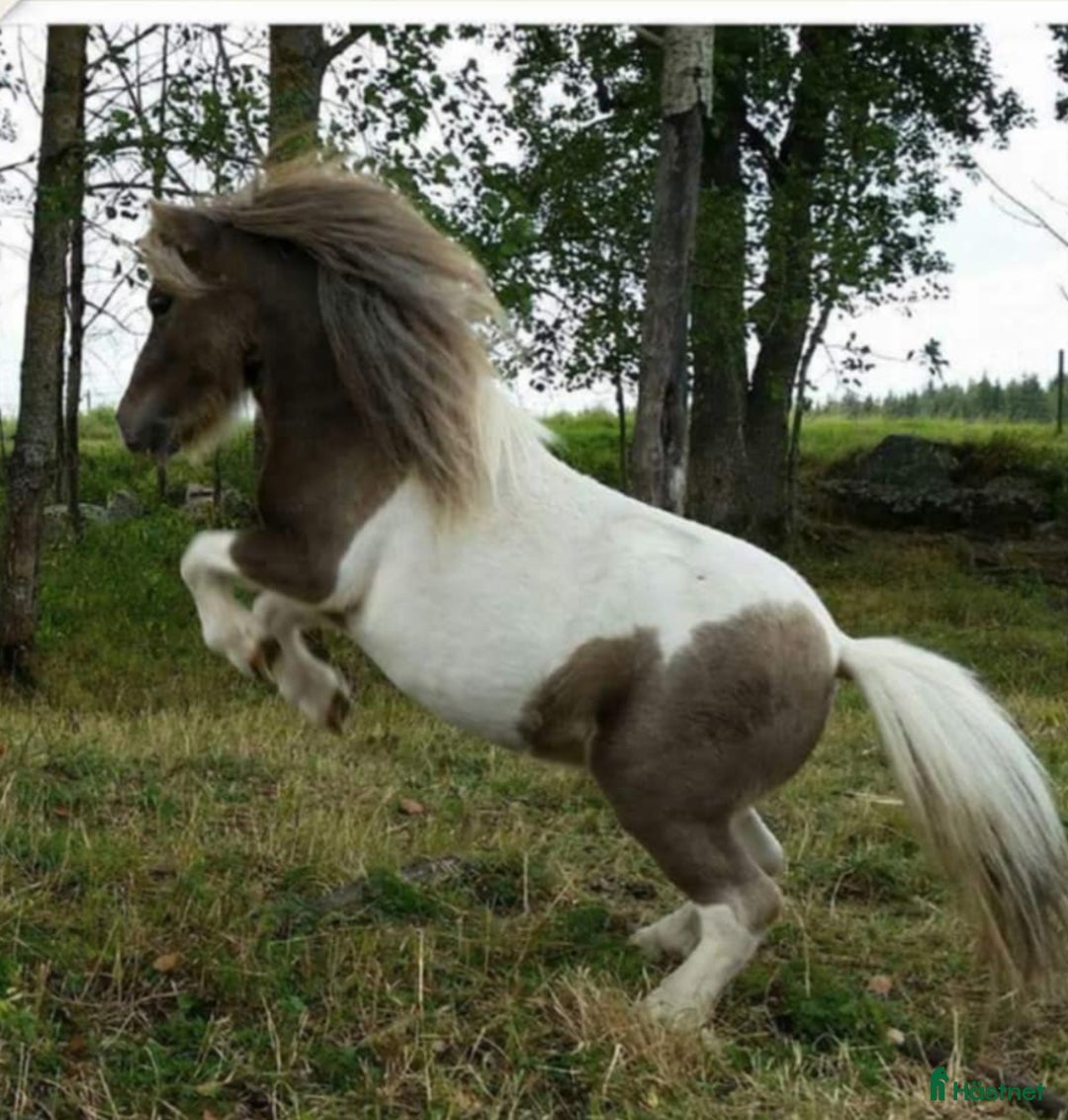 Övrigt hästar till salu: Minishettis hingst i Sala - Annons 1