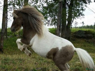 hästar Minishettis hingst i Sala - Annons 22