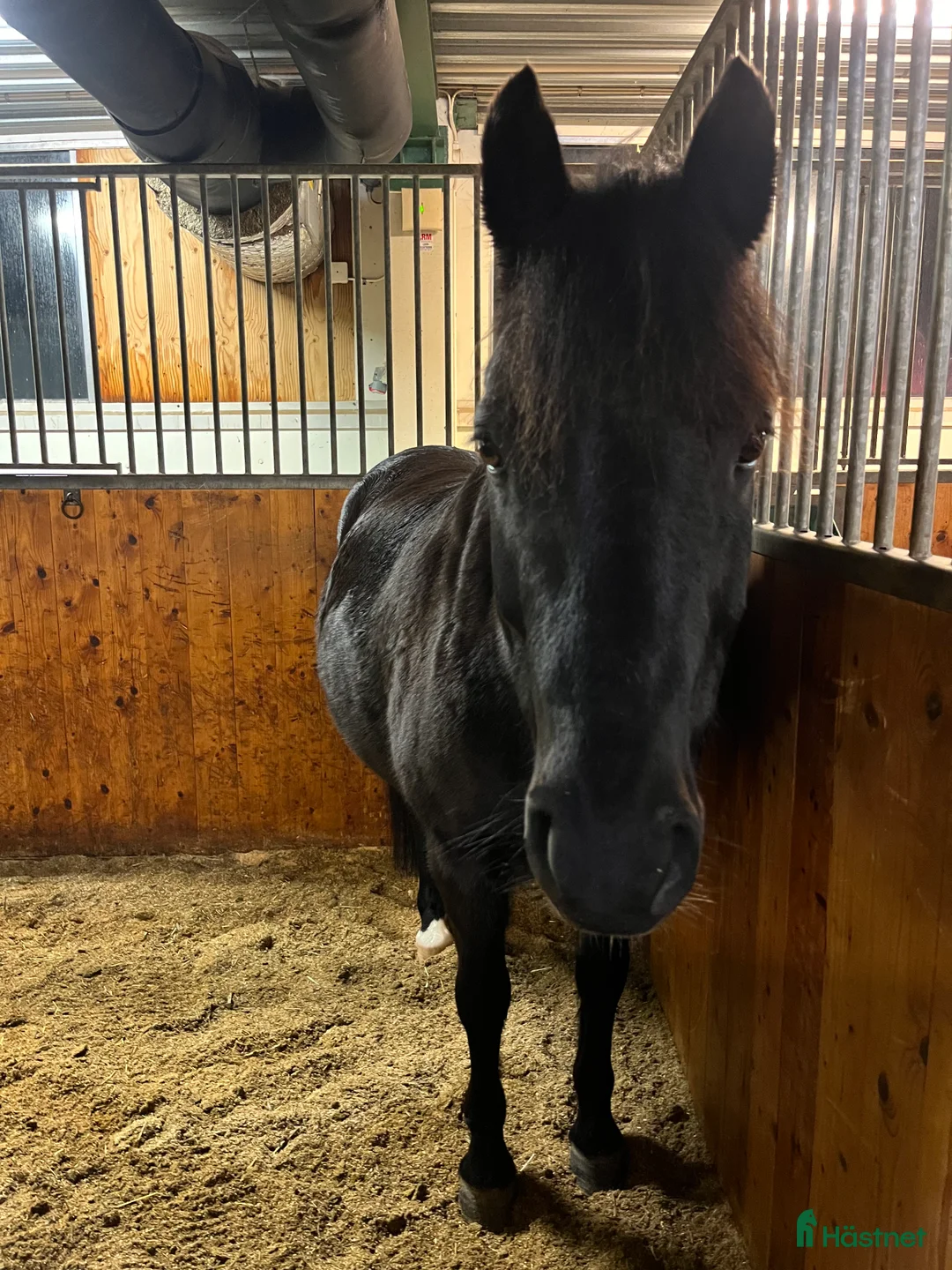  medryttarhäst finnes: Medryttarhäst sökes i Oskarshamn! i Oskarshamn - Annons 1