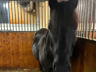 medryttarhäst finnes: Medryttarhäst sökes i Oskarshamn! - Annons 12