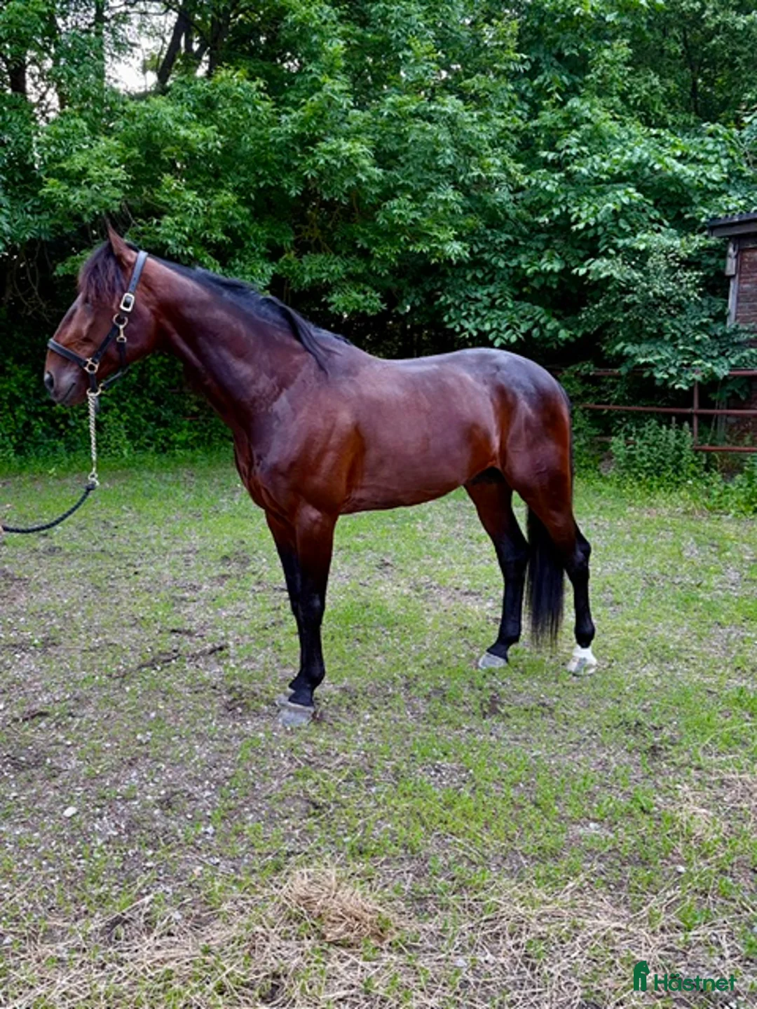Trav hästar till salu: Toppstammad hingst e. Raja Mirchi - Annons 1