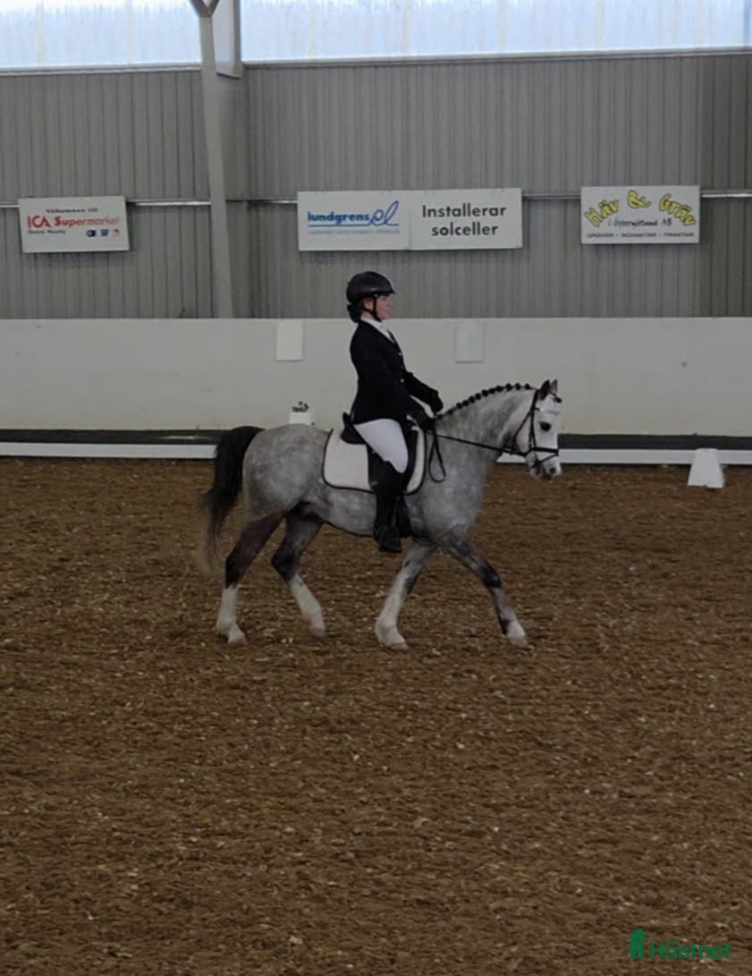  hästar Welshponny kat B - Annons 17