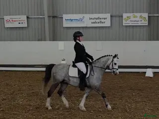 hästar Welshponny kat B - Annons 17