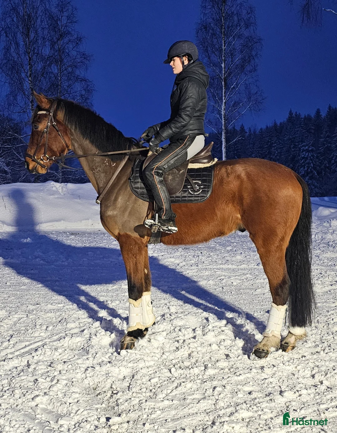 Dressyr hästar till salu: Utvecklingsbar & social kille med det lilla extra. - Annons 3