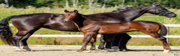 Dressyr hästar till salu: Jättefin valack - Annons 5
