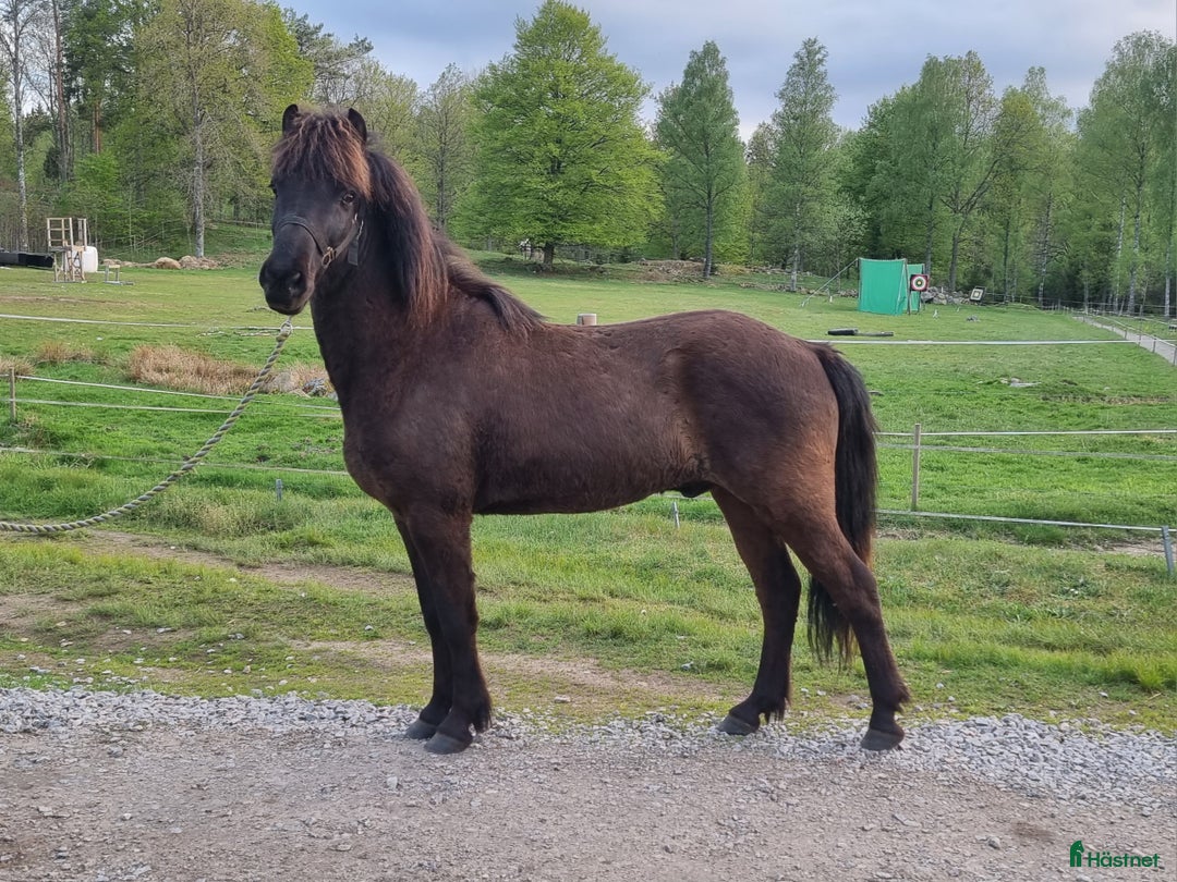 Island hästar till salu: En allsidig Islandshäst  i Kallinge - Bild 3