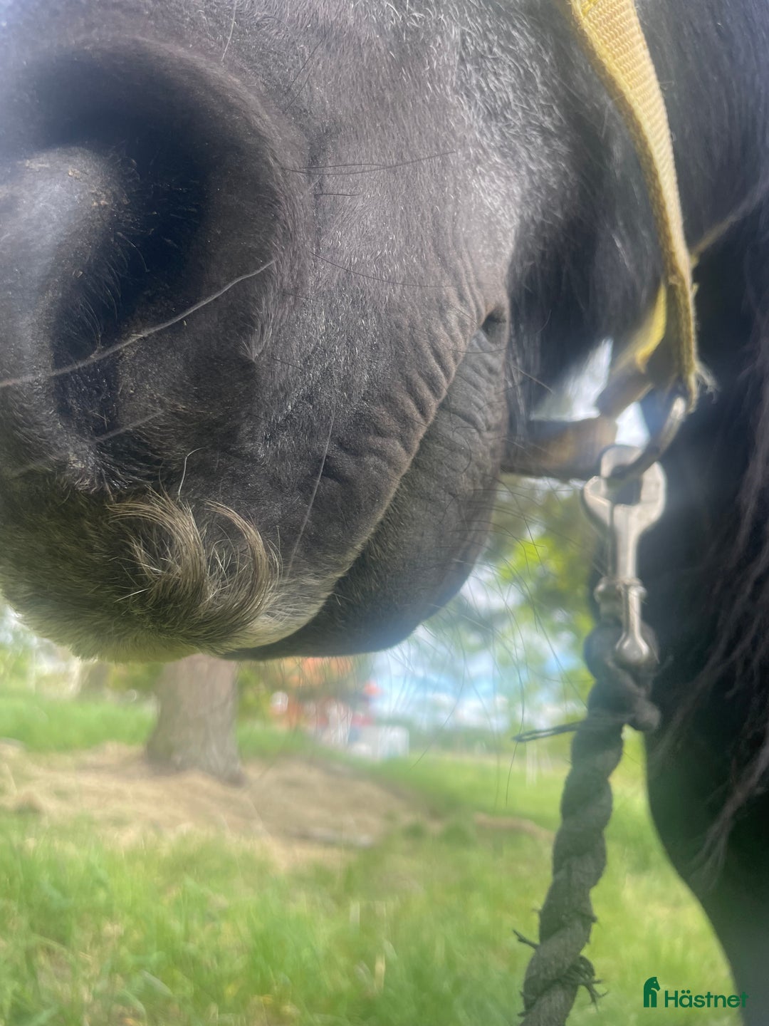 Allround hästar till salu: Fellponny i Ärla - Annons 6