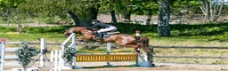 Avelshästar hästar till salu: Swb Sto e: Heartbeat - Annons 2