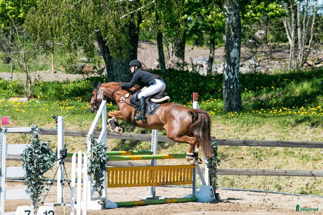 Avelshästar hästar till salu: Swb Sto e: Heartbeat - Annons 2
