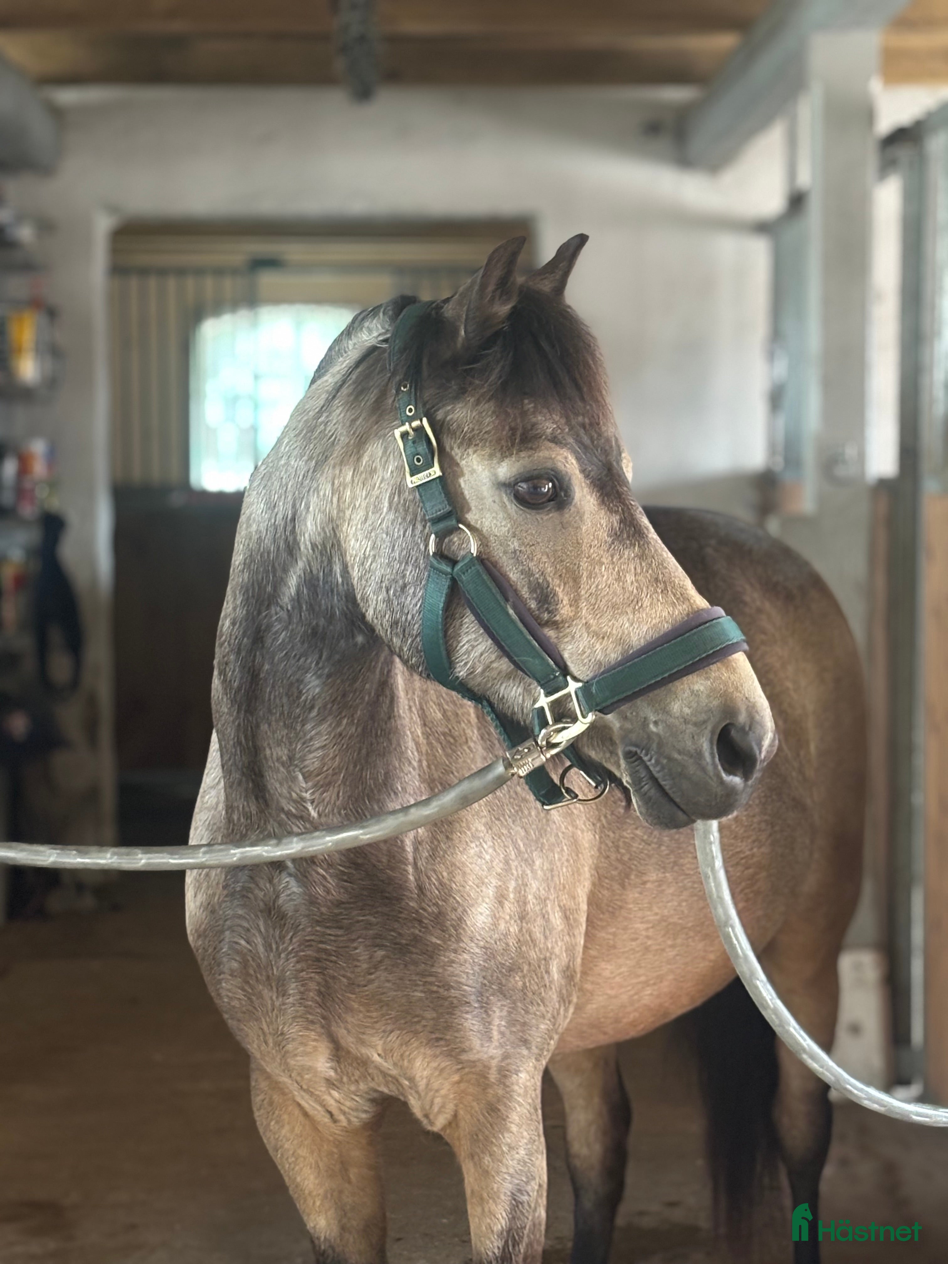  hästar Underbar C-ponny säljes  i Höganäs - Annons 13