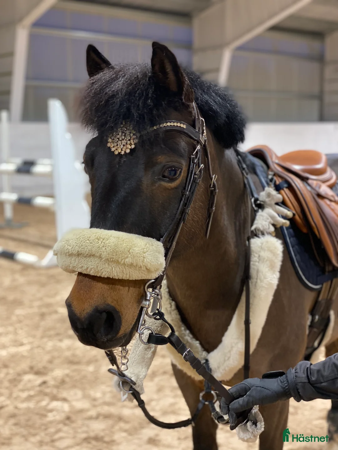 Allround hästar till salu: Fin maxad B-ponny i Helsingborg - Annons 1