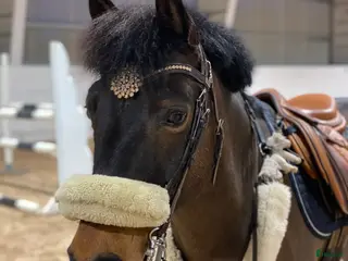 hästar Fin maxad B-ponny i Helsingborg - Annons 6