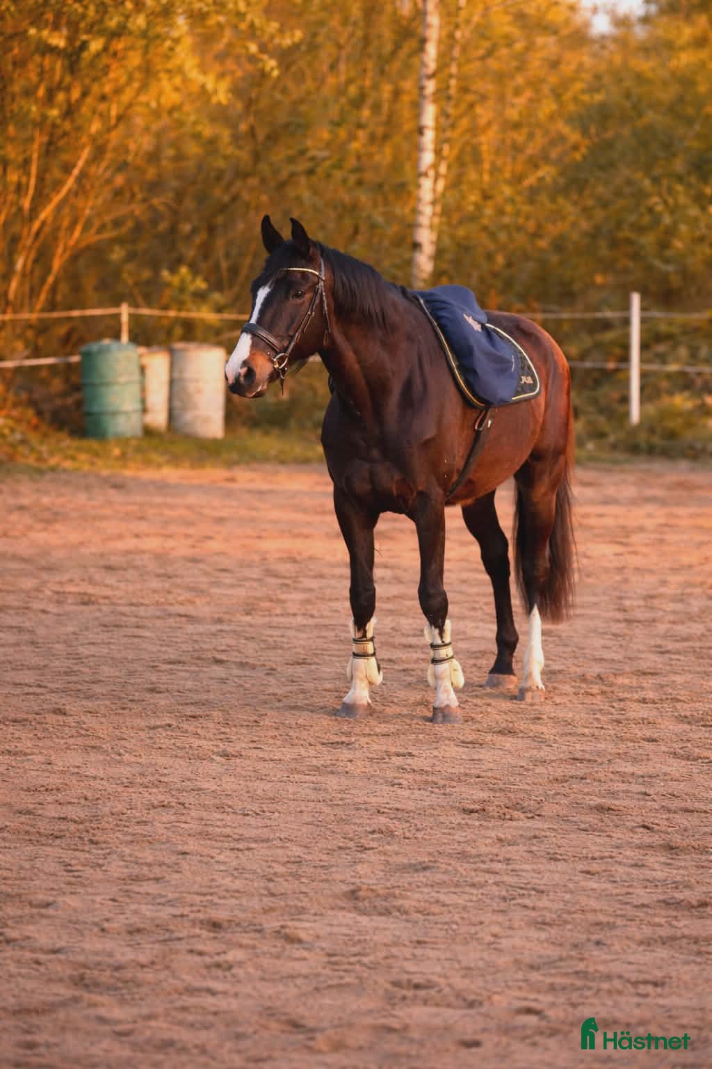  hästar Snygg 3-åring e.Cannobio-Camaro M - Annons 2