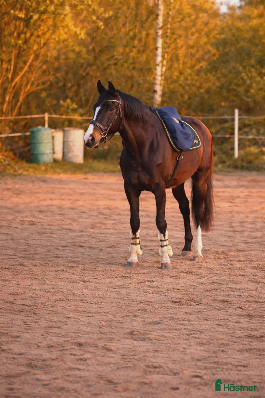 Hoppning hästar till salu: Snygg 3-åring e.Cannobio-Camaro M - Annons 2