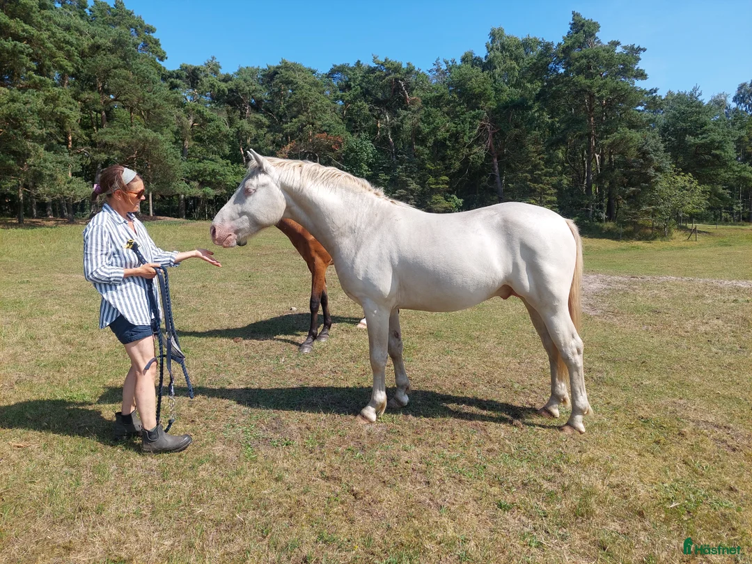 Hoppning hästar till salu: Samlings annons Stuteri CJ i Onslunda - Annons 2