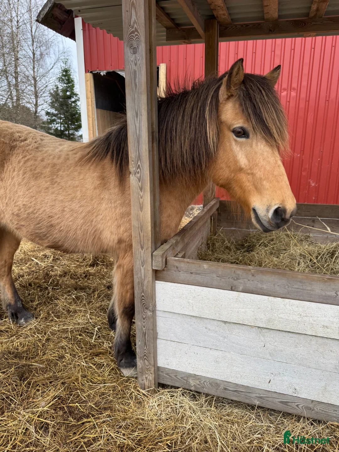 Island hästar till salu: Bästa pæja  - Annons 1
