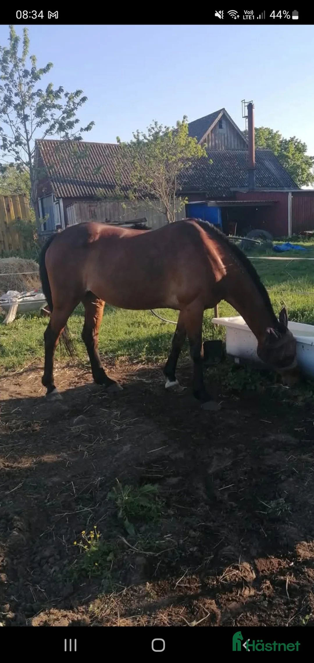  foderhäst finnes: Foderhäst D-ponny sökes - Annons 1