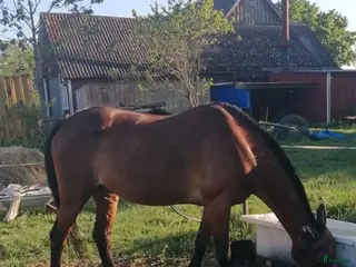 foderhäst Foderhäst D-ponny sökes - Annons 8