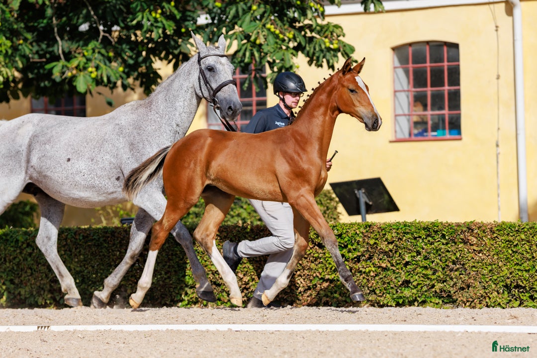 Hoppning hästar till salu: Black week erbjudande! i Mörarp - Annons 2