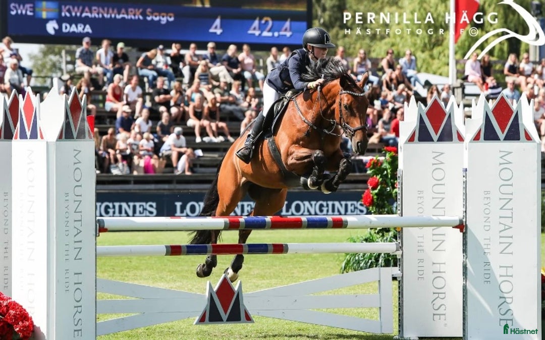 Hoppning hästar sökes: Nystartad verksamhet söker uppdrag - Annons 2