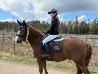hästar Första ponny och bästa läromästare - Annons 2