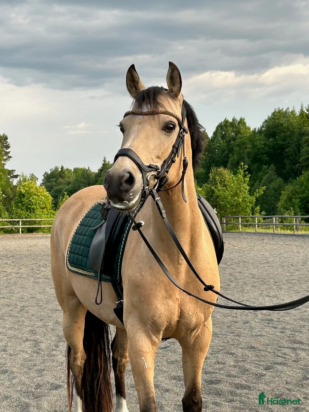 Dressyr hästar till salu: FEI ponny till salu!  i Växjö - Annons 3