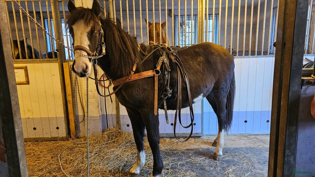 Allround hästar till salu: Vackraste tjejen i Kungsgården - Annons 7