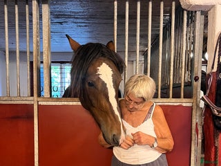 stallplats finnes: Uppsala ledig boxplats i Uppsala - Annons 1