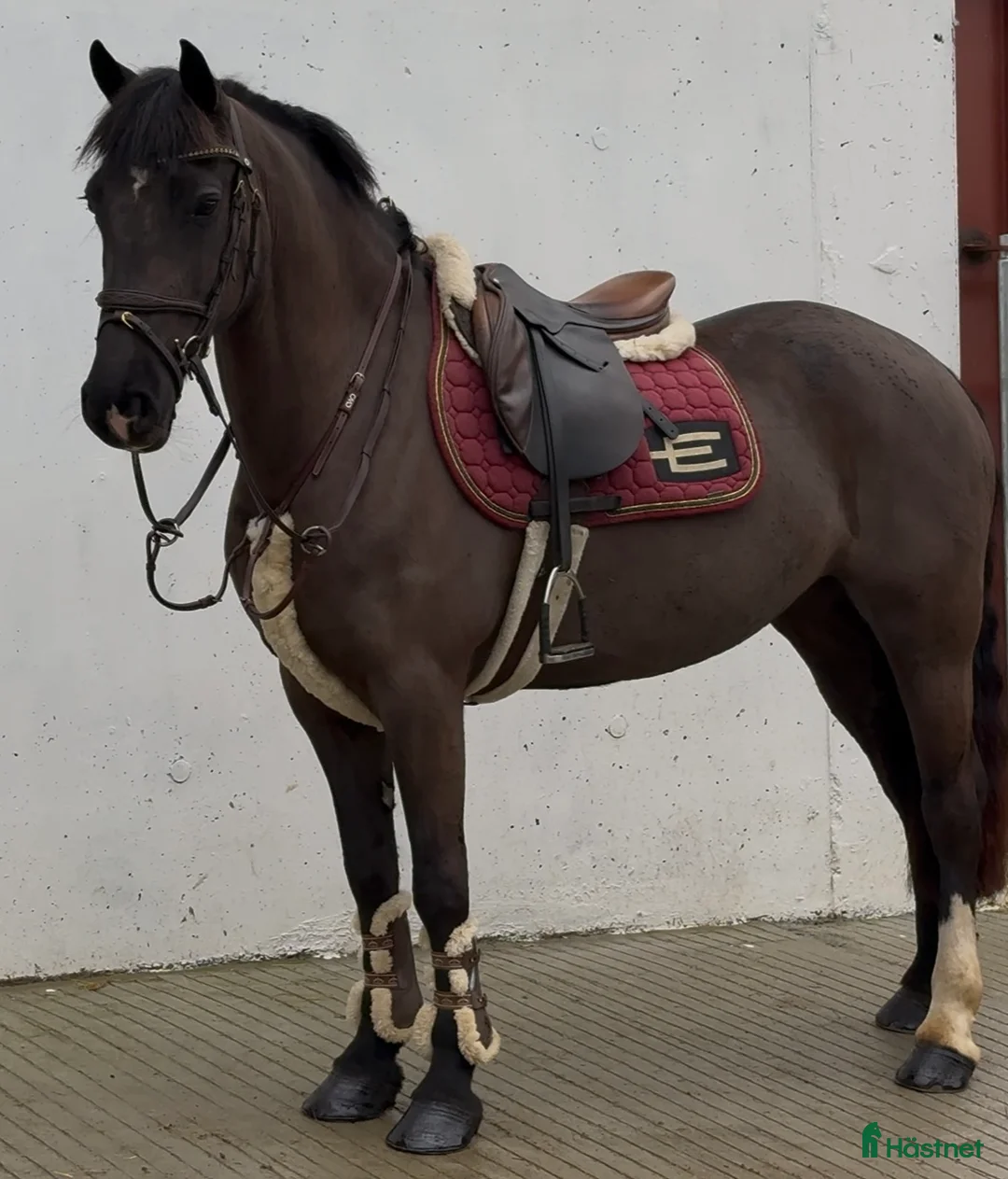 Hoppning hästar till salu: very talented 148cm mare  - Annons 1