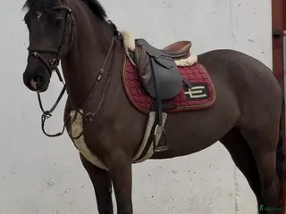 hästar very talented 148cm mare - Annons 2