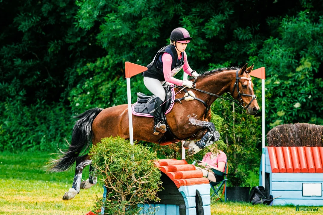 Hoppning hästar till salu: Snygg sportig läromästare - Annons 4