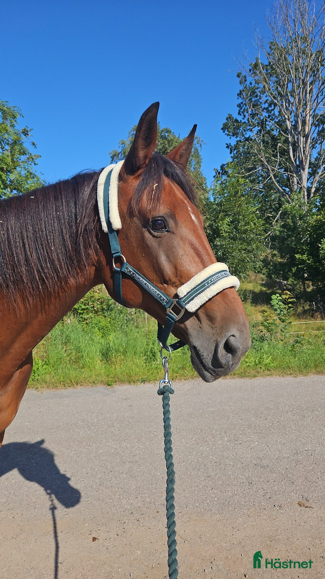 Allround hästar till salu: Trevligt varmblodssto i Örsjö - Annons 3