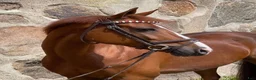 Hoppning hästar till salu: Fantastisk springpony  i Kastrup - Annons 2