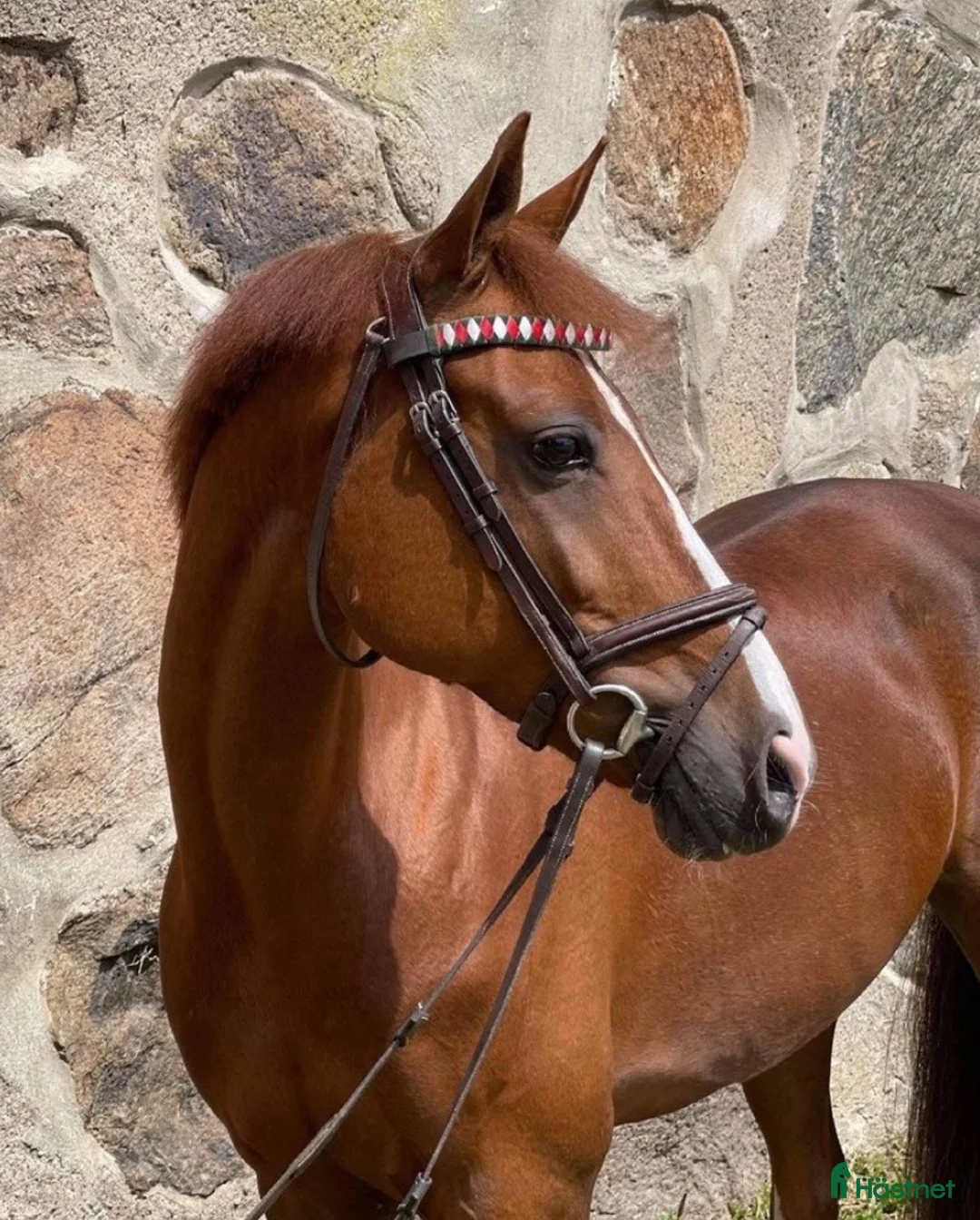 Hoppning hästar till salu: Fantastisk springpony  i Kastrup - Annons 2