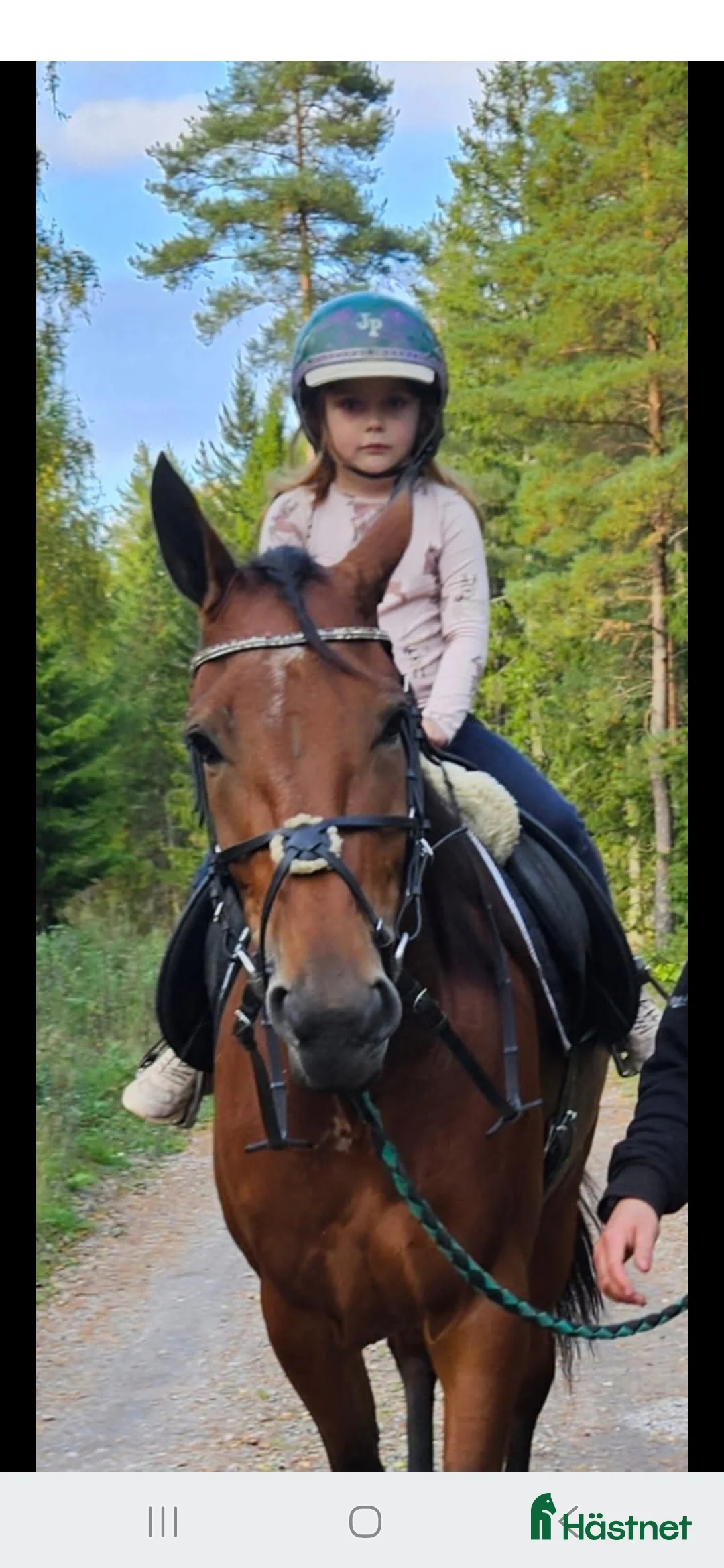 Trav hästar till salu: 7 årigt Avelsto - Annons 2