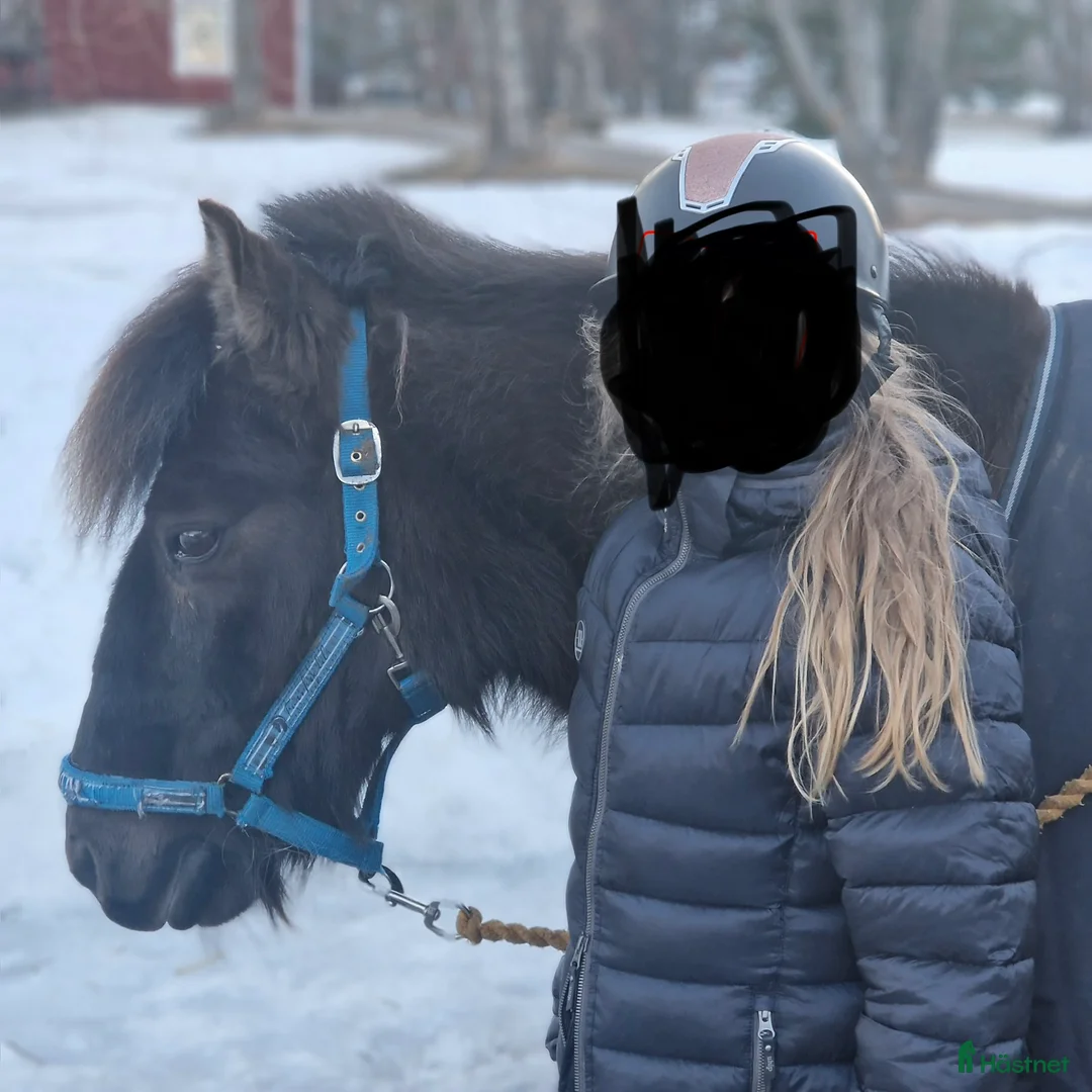 Allround hästar till salu: Tryggt russ söker förevigt hem ❤️ i Umeå - Annons 1